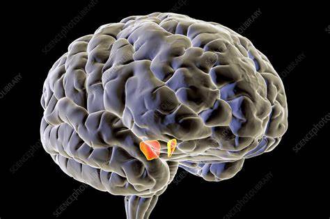 The Substantia Nigra in the brain